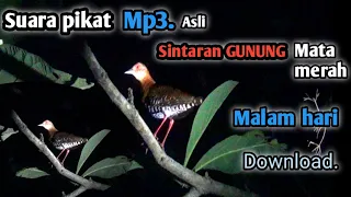 suara pikat burung sintaran mata merah 