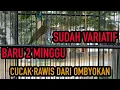 Download Lagu VARIASI KICAU CUCAK RAWIS DARI OMBYOKAN SETELAH 2 MINGGU