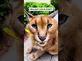 Download Lagu Hellcat !! Sound On #supercars #animal #wildcats #v8engine