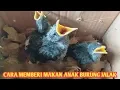 Lagu NGASIH MAKAN ANAK BURUNG JALAK UMURAN 1 MINGGU