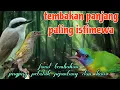 Download Lagu Jingjing petulak pijantung gunung dan kinoi 🔥🔥 tembakan istimewa