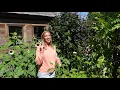 Download Lagu CREATING A ROSE CUT FLOWER GARDEN! Using Boxwoods as Raised Beds, Disease Resistant Roses, Updates!