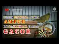 Pancingan Suara DAKBAL Betina + Pleci Terapi AMPUH Bikin DAKBAL Jantan GACOR @pakgurubagus