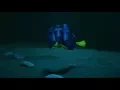 Finding Dory - Dory Finally Finds Her Family