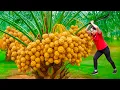 Download Lagu Harvest 1000+ Unique Yellow Custard Apple \u0026 Go to Market Sell | Seedless fruit of the highlanders