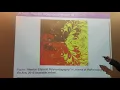 A Globally Convergent Newton Method for Polynomials
