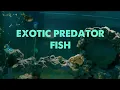 Download Lagu Saltwater Predator Fish