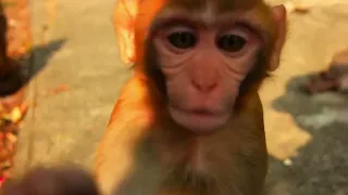 the monkey torture ring and the bbc