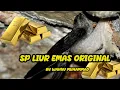 SP LIUR EMAS ORIGINAL || SUARA WALET GRATISSSS || LINK DOWNLOAD DI DESKRIPSI
