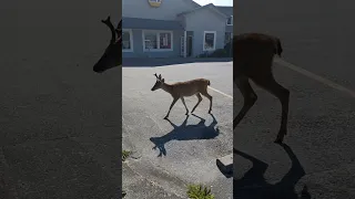 Town Deer in the Harbor #shorts