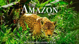 The Amazon 4K Scenic Wildlife Film With Calming Music 