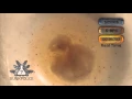 6-APB - Simon s Reagent