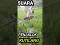 Lagu Suara burung kutilang gacor 100%ampuh