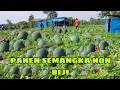 Download Lagu menanam semangka non biji sampai panen