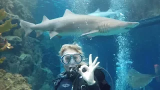 Swimming with Sharks!