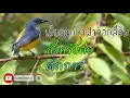 Download Lagu เสียงนกกาฝากอกสีส้ม สำหรับต่อล่อ เข้าไวชัด100%
