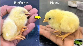successfully saved the life of baby chicks life saving operation on baby chick