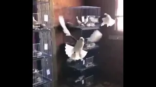 عشنا العمر نربي حمام بس نسينا نقوم غيه 