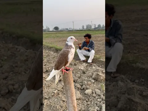 Kabutar🕊️ne meri jaan😳bachali aaj #kabutarvideo #shortpigeon #viralshort