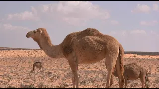 لية الحبايب عابو فينا يا زمان على العود  لية الحبايب عابو فينا يا زمان على العود