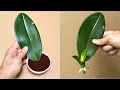 Download Lagu How to propagate orchids to root quickly with coffee grounds