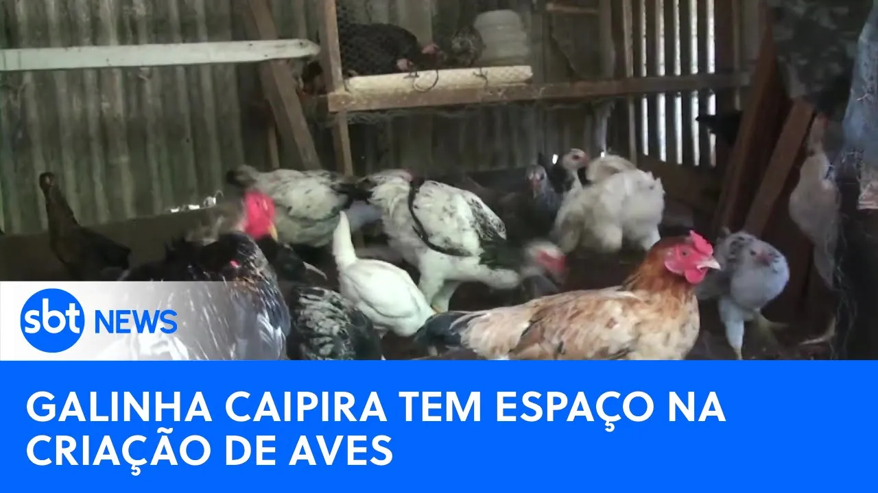 Brasil é um dos três maiores exportadores de carne de frango | #SBTNewsnaTV (21/08/23)