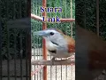 Download Lagu Suara Unik Burung Tepus Pipi Perak