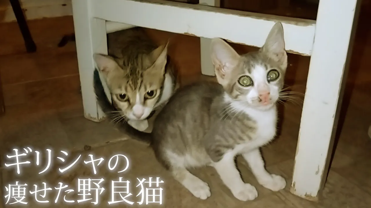 ギリシャの痩せた野良猫たち