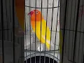 Download Lagu LoveBird Lutino X-ALO.SF/CECEP