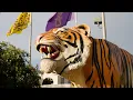LSU Baseball 2025 National Champions