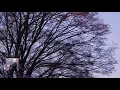 Chopin : Nocturne No.8 in D-Flat Major, Op.27, No.2 / Rubinstein 1965