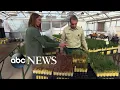 From sawmills to seedlings California s victims of wildfires fight to rebuild ABCNL