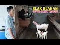 Download Lagu Katanya Ternak Kambing Tidak Untung Tapi Kok Di Lanjutkan 