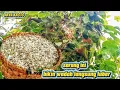 Download Lagu baru kali ini wadahnya bisa Sampek luber,,