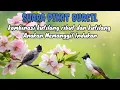 Download Lagu SUARA PIKAT BURCIL Kombinasi Kutilang Ribut Dan  Kutilang Anakan Memanggil Indukan