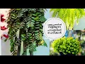 Download Lagu EASY TO GROW HANGING PLANTS ||   എളുപ്പത്തിൽ വളരുന്ന ഹാങ്ങിങ് ചെടികൾ