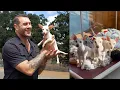 I was speechless meeting these three Chi-weenies