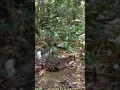 diluar negri murai melimpah woow #burung #short #trap