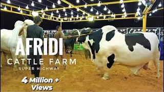 afridi cattle farm super highway karachi cow mandi 2021 expedition pakistan