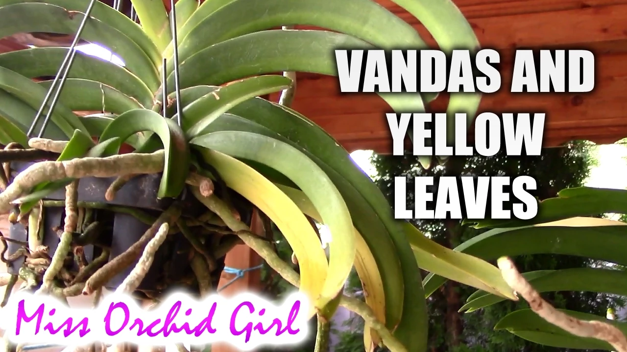 YELLOW LEAVES ON VANDA ORCHID WHAT DO THEY MEAN?