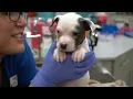 An Overview of San Diego Humane Society