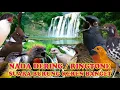 Download Lagu KOLIBRI KICAUAN SOGOK ONTONG NADA DERING||RINGTONE SUARA BURUNG MERDU BANGET SUARA JERNIH