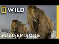 Uncovering Mammoth Ice Age Extinctions Full Episode Lost Beasts Unearthed Nat Geo Animals
