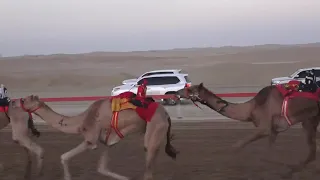 الشوط 1 الراعبيه للسيد سند محسن حفيظ المزروعي توقيت 9 45 35 