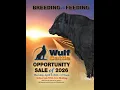 Wulf Cattle - 38th Annual Limousin Bull Female Sale