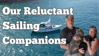 S4, Ep42 We’re Bringing Our Cats Sailing — How a Liveaboard Couple Makes It Work