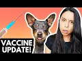 UPDATED Pet Vaccine Protocol