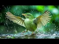 Download Lagu Gentle Birdsong and Rain to Calm the Mind 4K ~ Perfect for Relaxation and Peaceful 🕊️🕊️🕊️