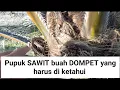 Lagu pupuk sawit buah dompet yang harus diketahui