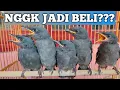 Download Lagu 4 Kekurangan dan Kelemahan kalau kita beli Anakan Srigunting Abu abu...